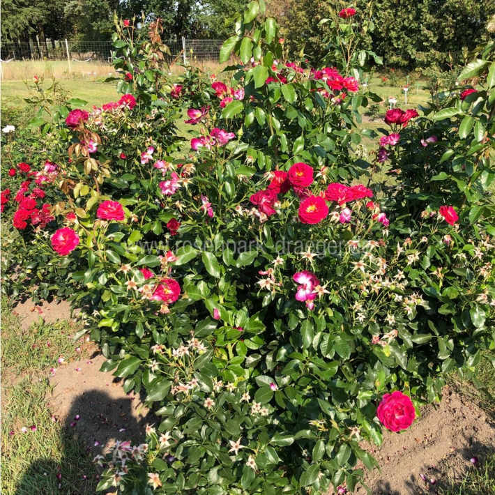 花之岛 Ile de Fleurs