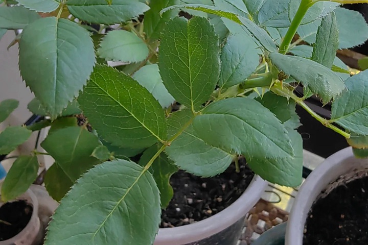 月季水肥管理避坑指南