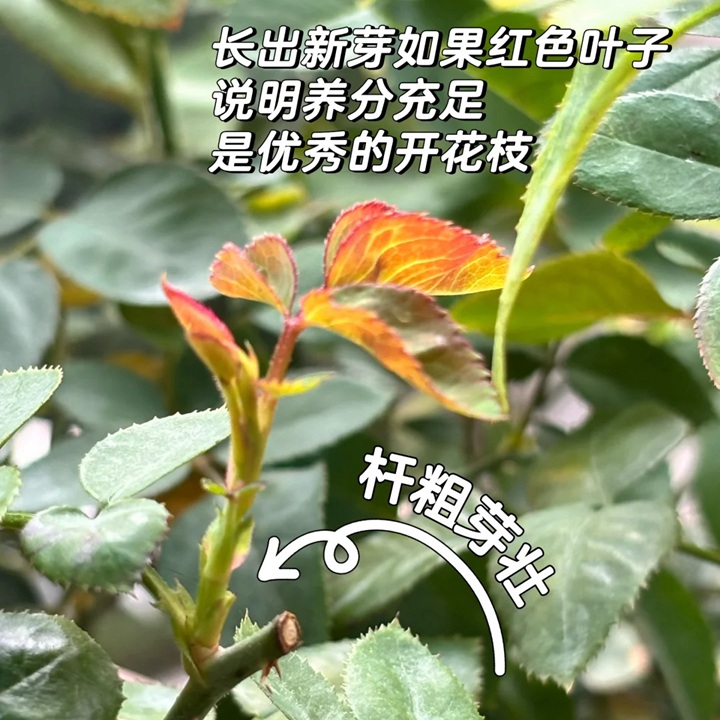 10月月季养护攻略：如何开好秋花