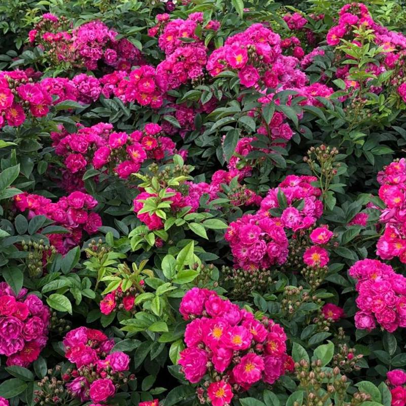 芳香剪影 Perfumy Siluetta