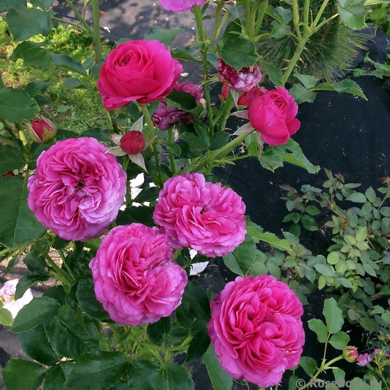 1760426019842821.jpg 尚塔尔巴特隆 Chantal Baudron