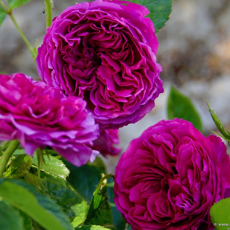 1760426019846438.jpg 尚塔尔巴特隆 Chantal Baudron