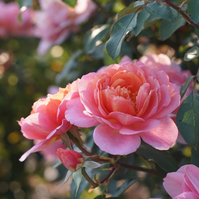 1760426139125930.jpg 尚塔尔·拉德索 Chantal Ladesou