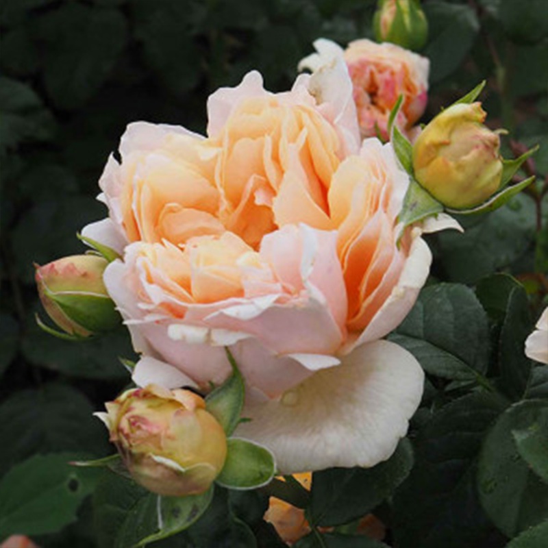 巴蒂斯城堡 Château de la Batisse