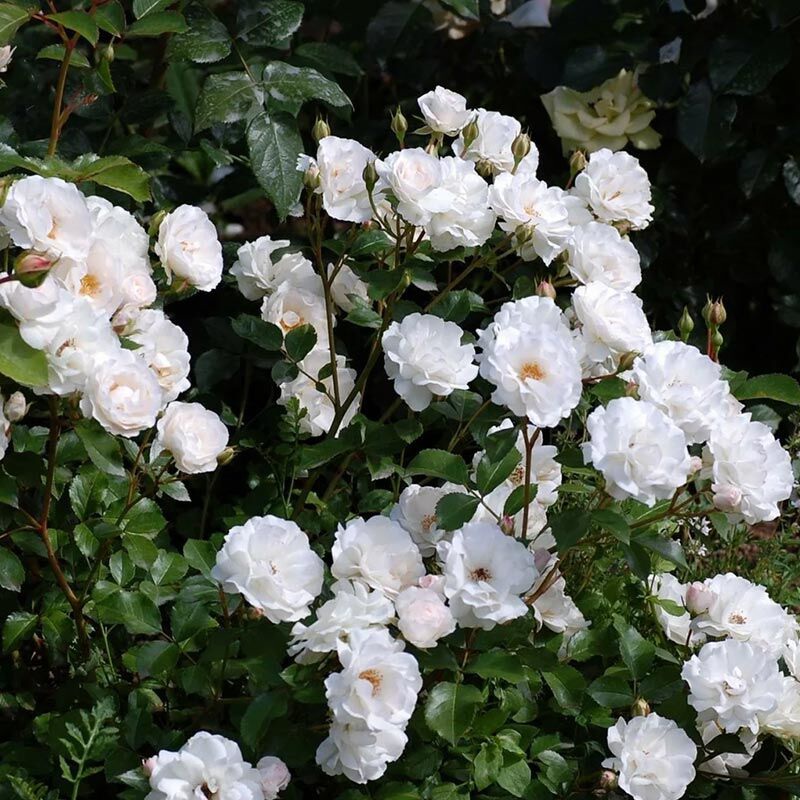 多米尼克·洛伊索 Dominique Loiseau