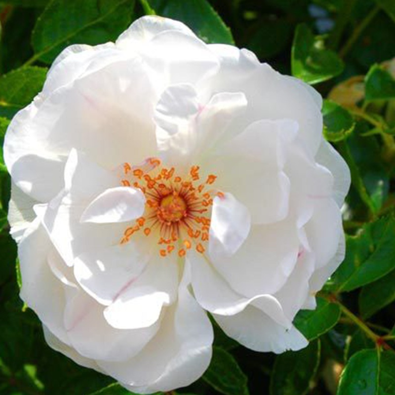 多米尼克·洛伊索 Dominique Loiseau