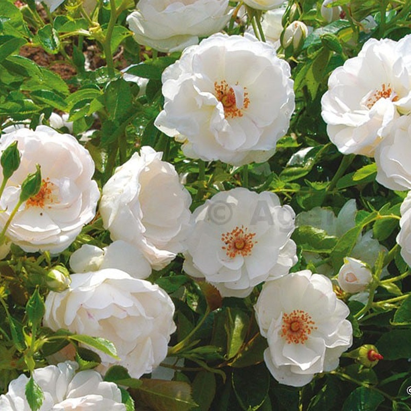 多米尼克·洛伊索 Dominique Loiseau