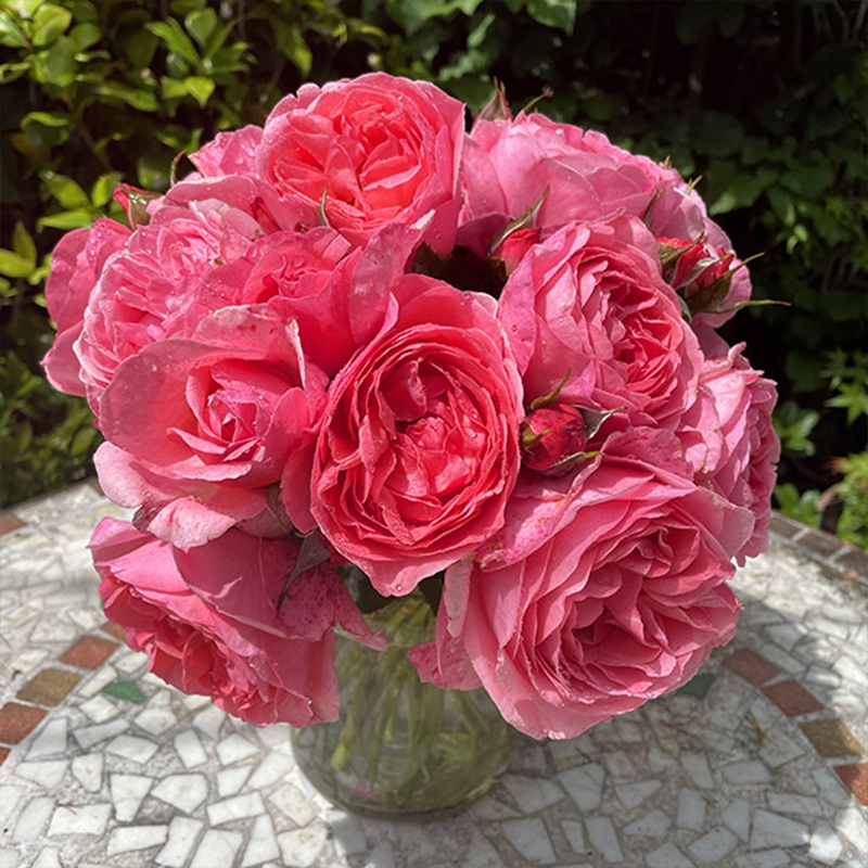 利格·贝莱尔伯爵夫人Comtesse Liger-BelAIr