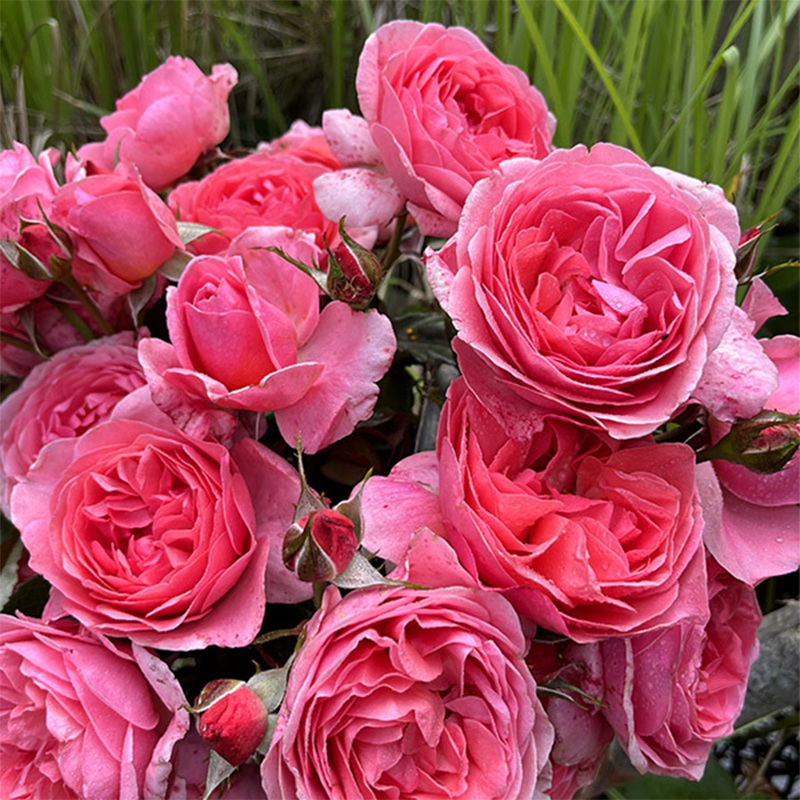 利格·贝莱尔伯爵夫人Comtesse Liger-BelAIr