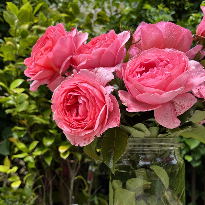 利格·贝莱尔伯爵夫人Comtesse Liger-BelAIr