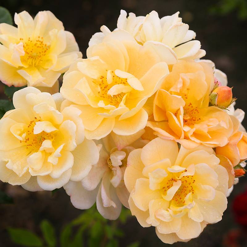 阳光剪影 Sunny Siluetta