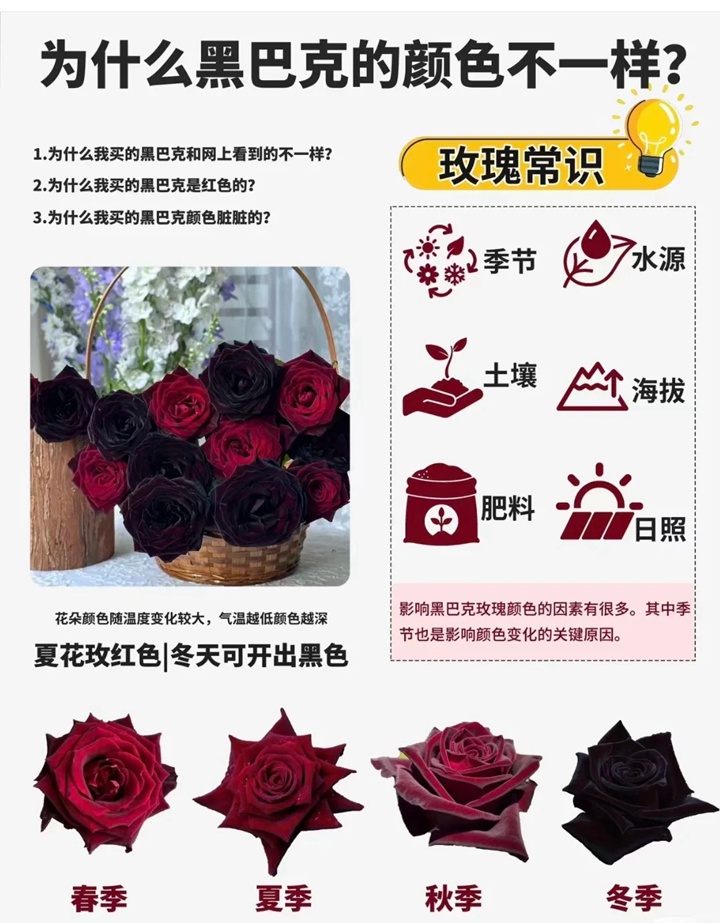 1761201327218433.jpg 为什么黑巴克的花色开得都不一样