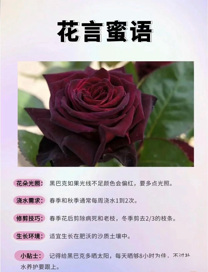 1761201327421473.jpg 为什么黑巴克的花色开得都不一样