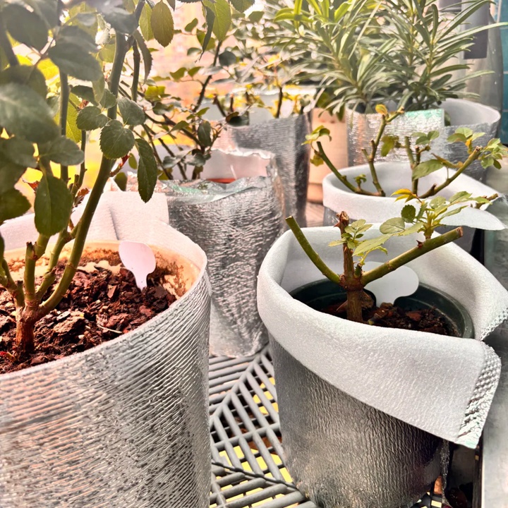 1761202268224921.jpg 北京盆栽月季户外过冬攻略