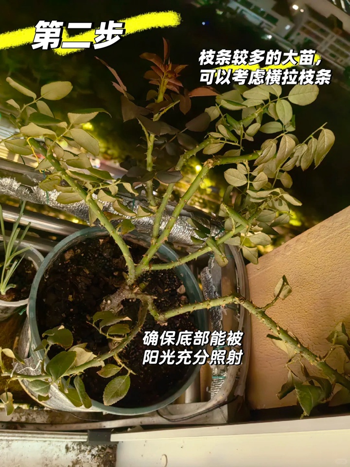 秋日月季爆笋攻略：抹芽、清叶、薄肥勤施