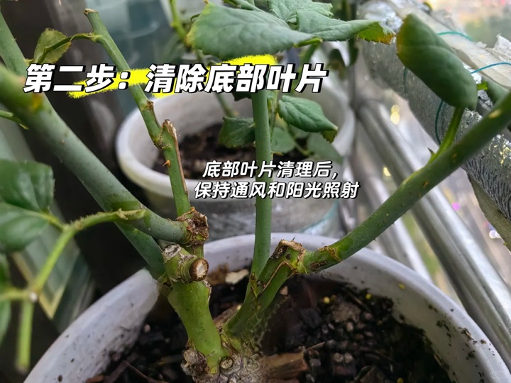 秋日月季爆笋攻略：抹芽、清叶、薄肥勤施