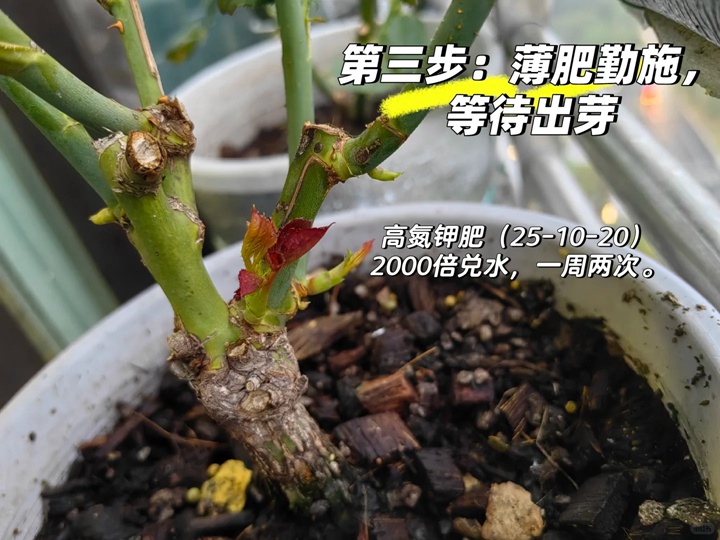 秋日月季爆笋攻略：抹芽、清叶、薄肥勤施