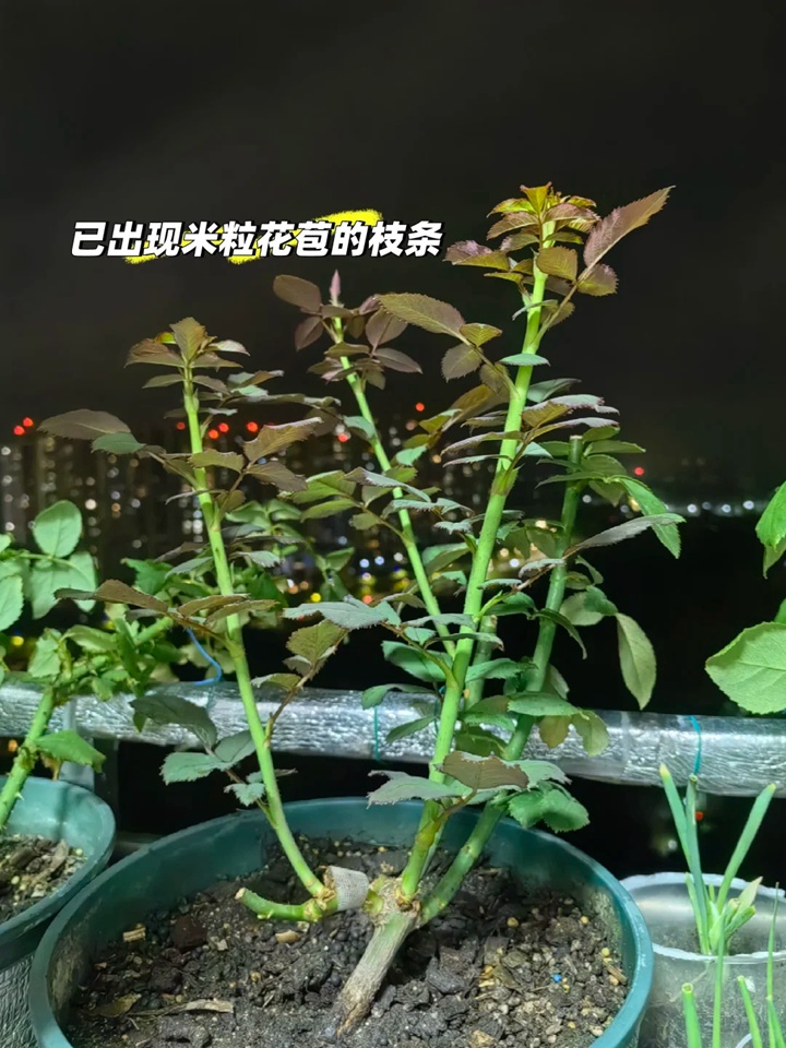 秋日月季爆笋攻略：抹芽、清叶、薄肥勤施