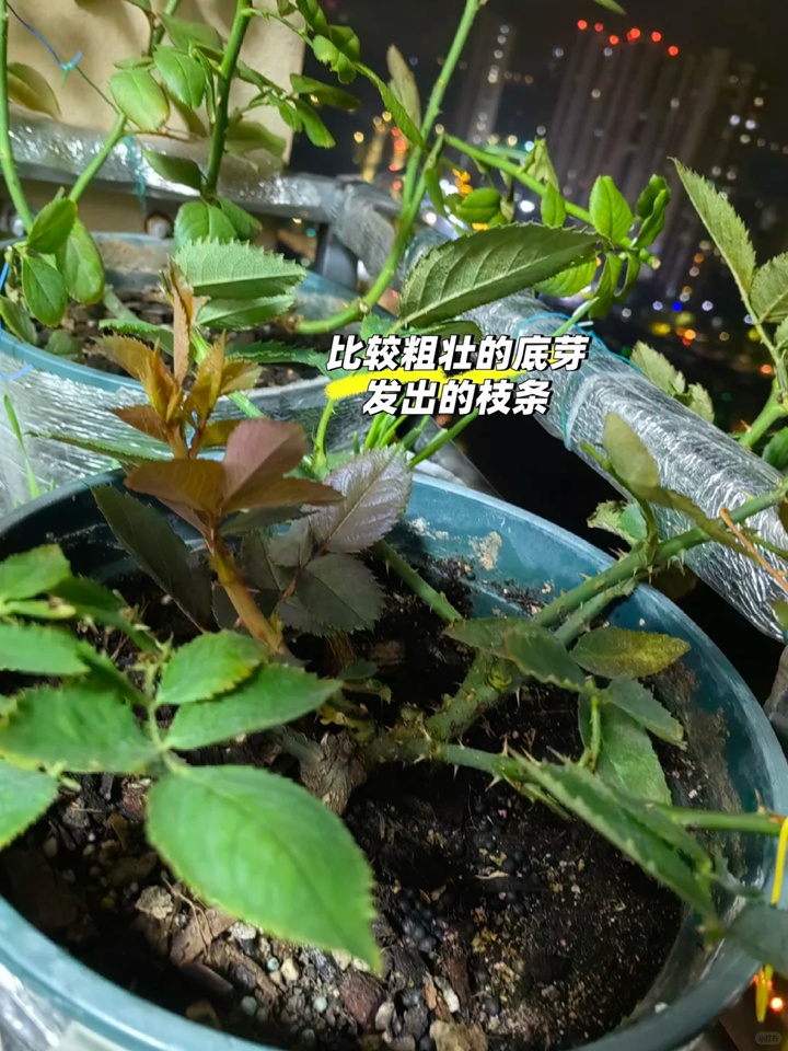 秋日月季爆笋攻略：抹芽、清叶、薄肥勤施