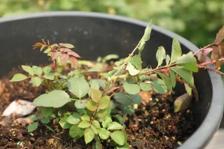 1761276750424501.jpg 月季小苗快速出笋变壮的方法