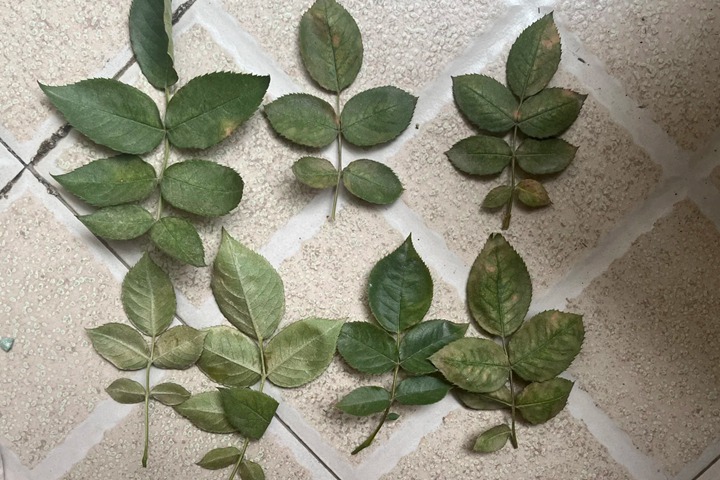 月季红蜘蛛它有什么特点(全面防治攻略)