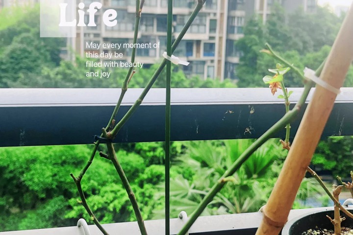 月季红蜘蛛它有什么特点(全面防治攻略)