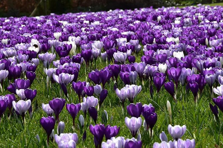 秋天这个季节花园里面适合种些什么花？