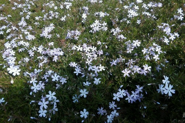 秋天这个季节花园里面适合种些什么花？