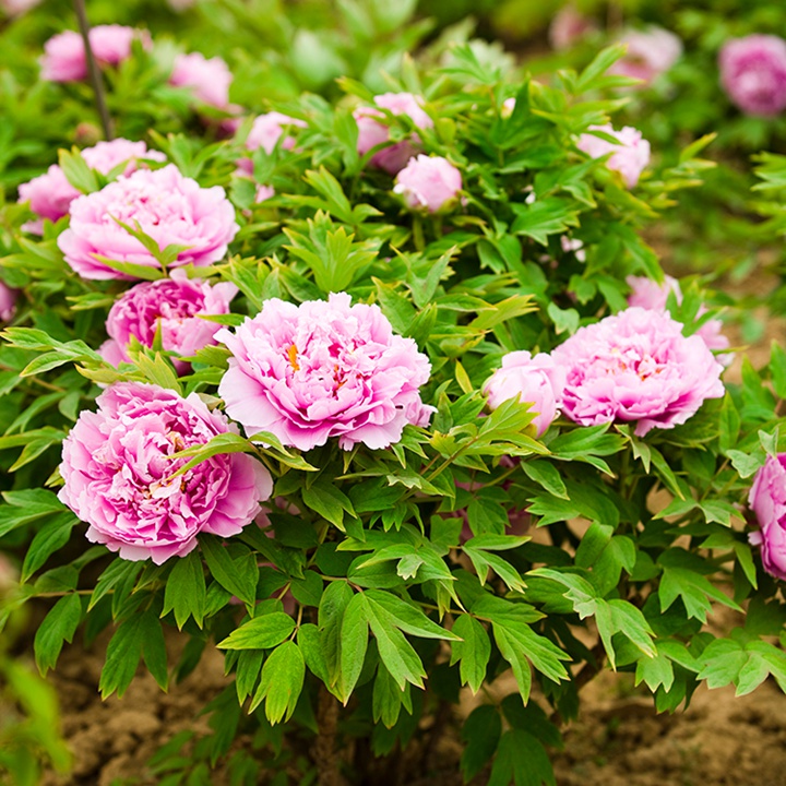 秋天这个季节花园里面适合种些什么花？