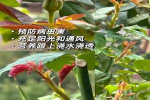 10月月季养护攻略：如何开好秋花