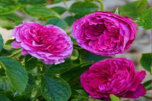 尚塔尔巴特隆 Chantal Baudron