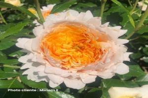 巴蒂斯城堡 Château de la Batisse