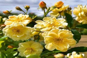 阳光剪影 Sunny Siluetta