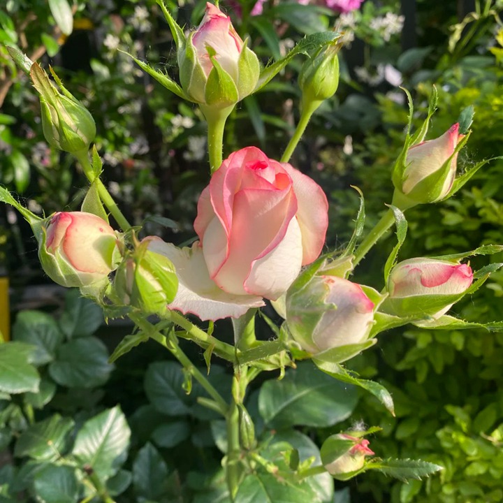 爱莎月季是多头品种吗