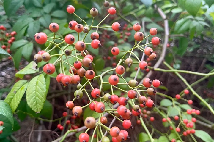 1762313878202105.jpg 月季的果实能吃吗