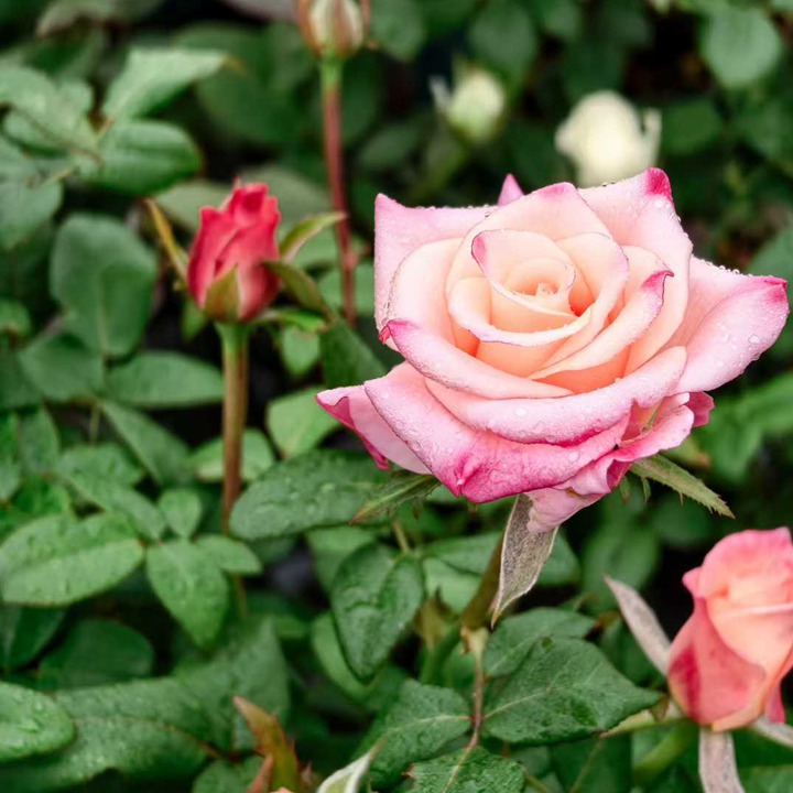 1762396774182997.jpg 爱的呼吸 Rhoslyn