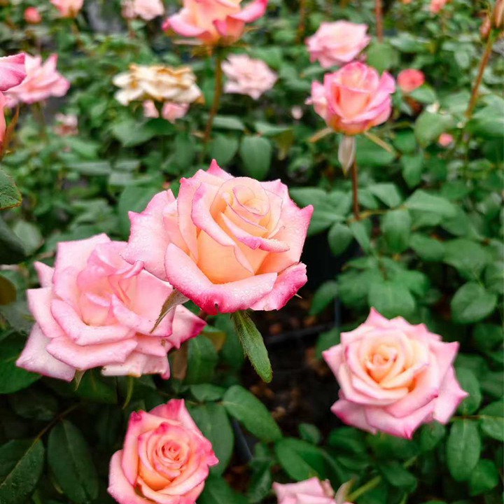 1762396774592666.jpg 爱的呼吸 Rhoslyn