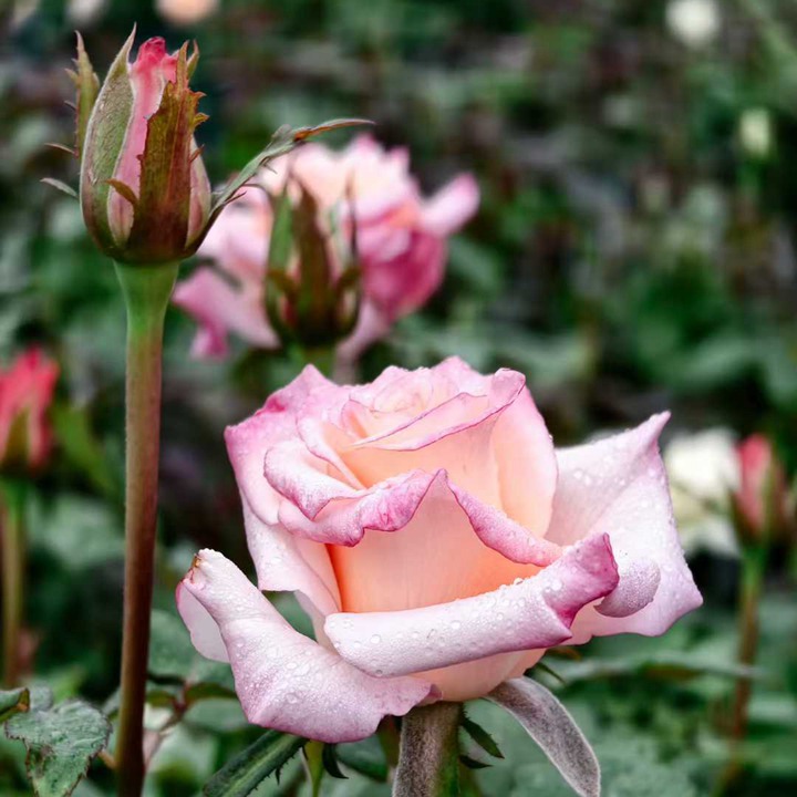 1762396774981158.jpg 爱的呼吸 Rhoslyn