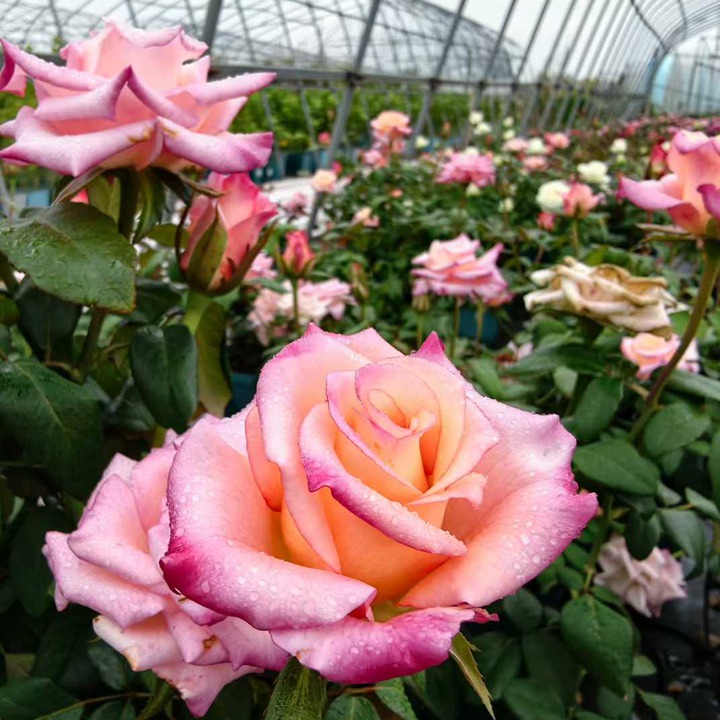 1762396775262883.jpg 爱的呼吸 Rhoslyn