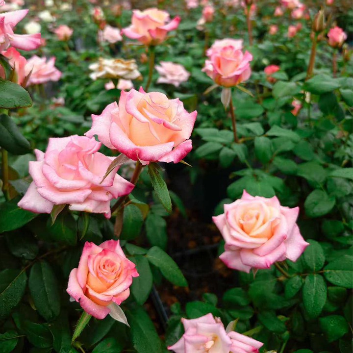 1762396775432984.jpg 爱的呼吸 Rhoslyn