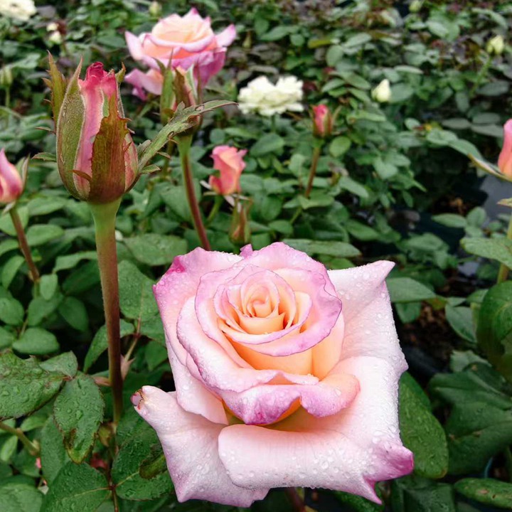 1762396775908699.jpg 爱的呼吸 Rhoslyn