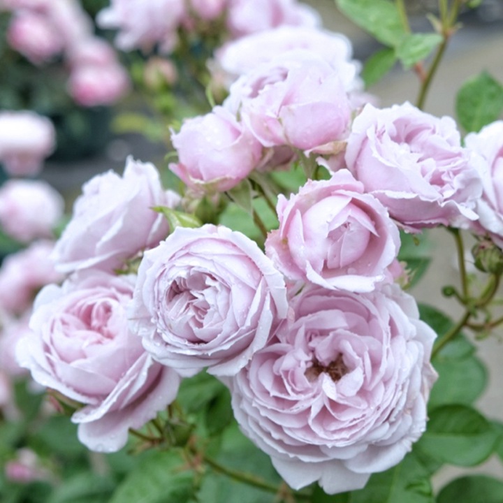 1762396801598395.jpg 爱的呼吸 Rhoslyn