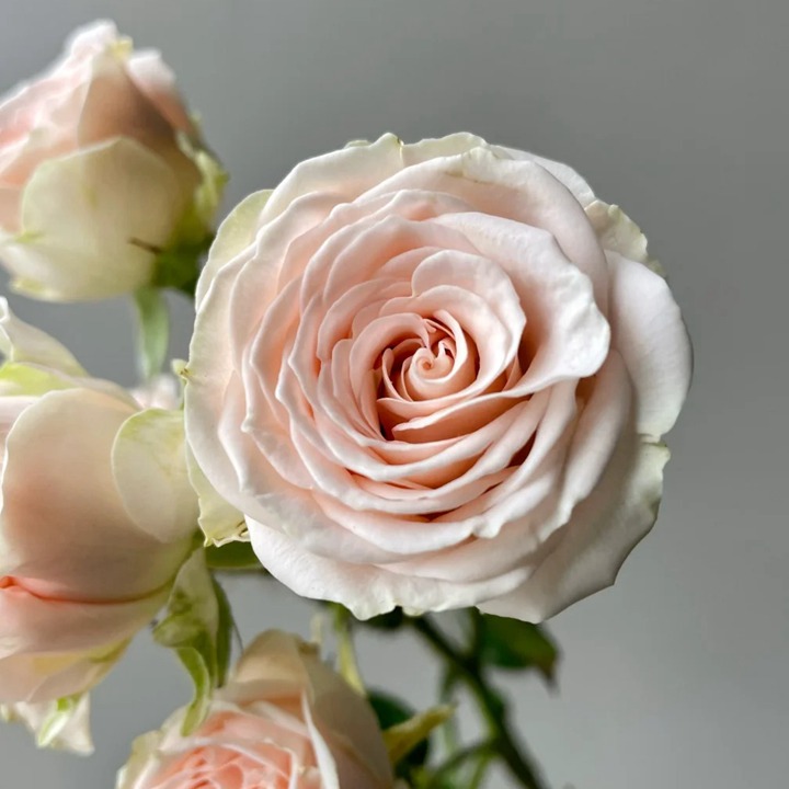 1762397120892939.jpg 爱的呼吸 Rhoslyn