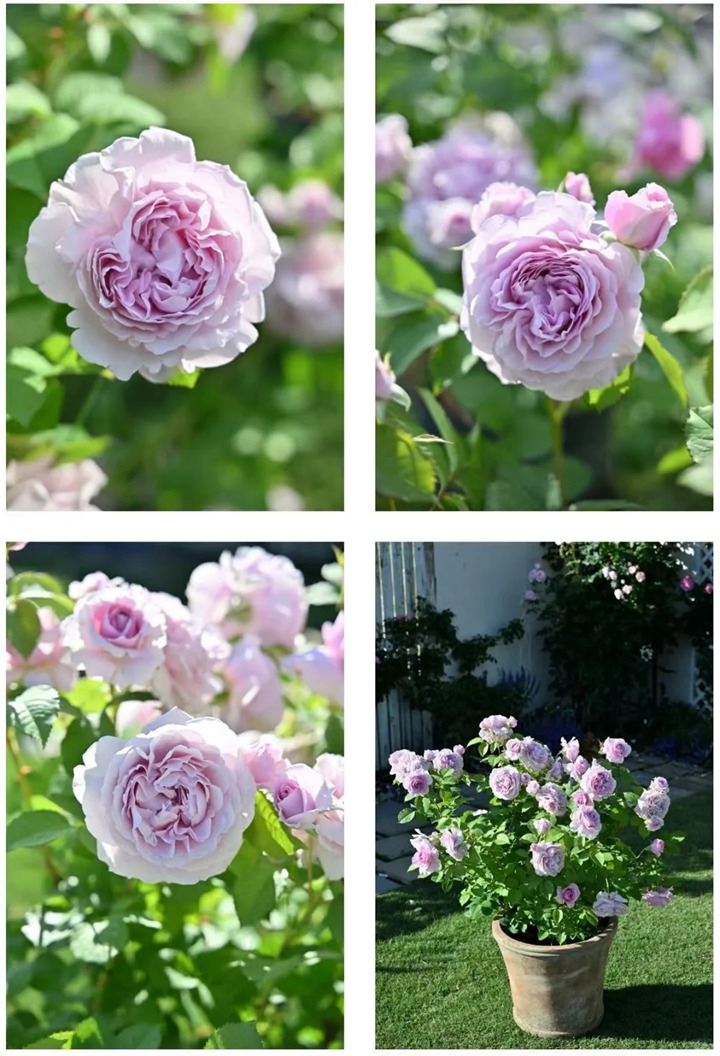 1762483078652969.jpg 雷米埃尔