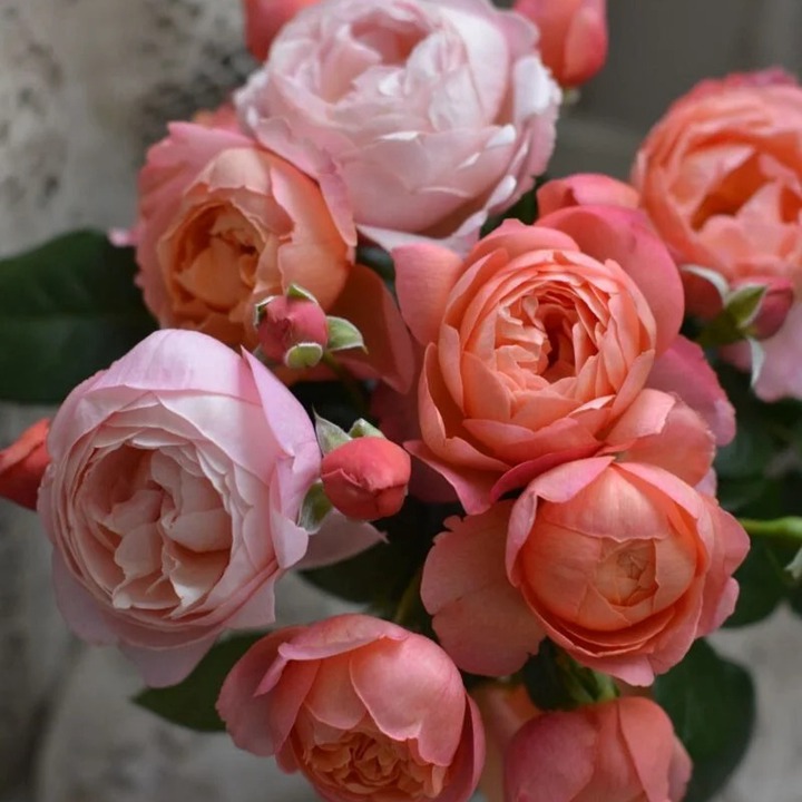 1762563649312566.jpg 杏子派 Tarte aux Abricots