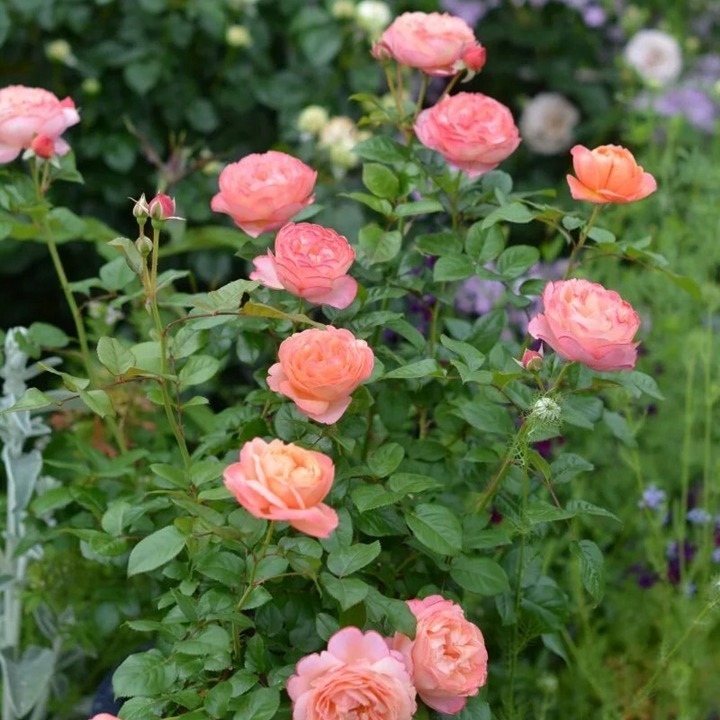 1762563650924621.jpg 杏子派 Tarte aux Abricots