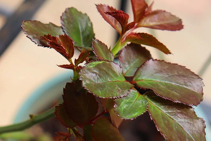 1762827411833087.jpg 月季秋天的新笋枝要不要保留