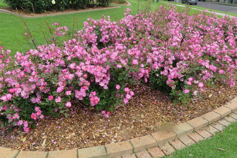 1762929287541165.jpg 月季如何养才能够不打药?