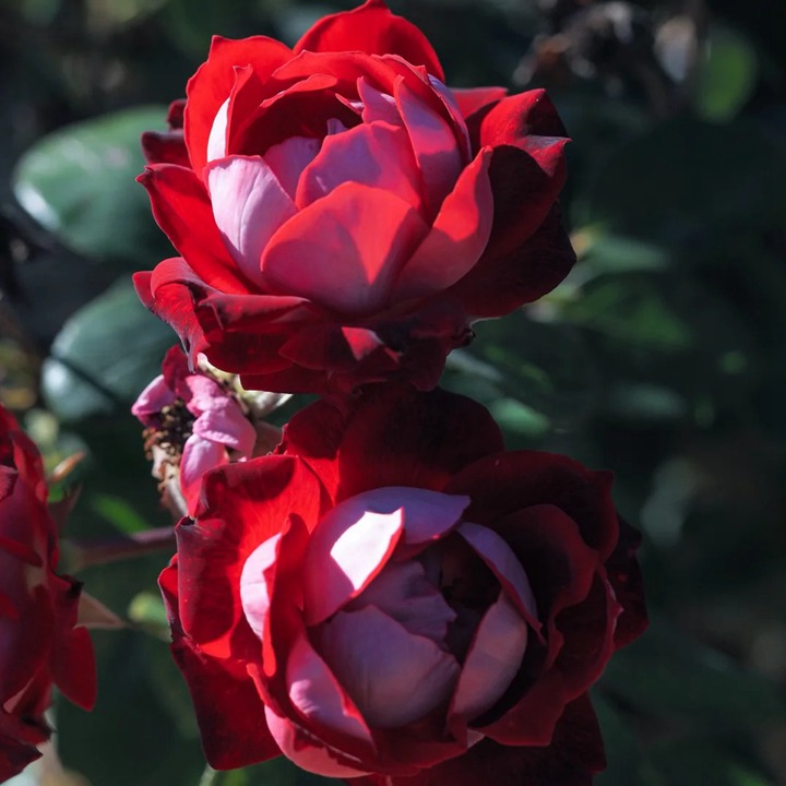 1762931182359309.jpg 格拉斯街景MEIbelitz