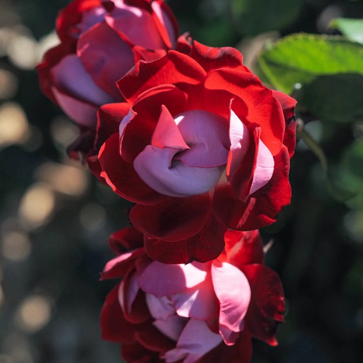 1762931182584281.jpg 格拉斯街景MEIbelitz